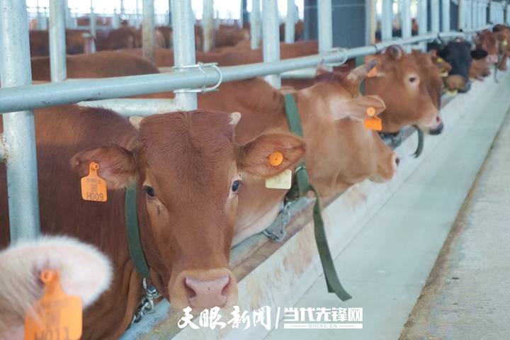 包场了！思南“牛超市”直“链”粤港澳大湾区