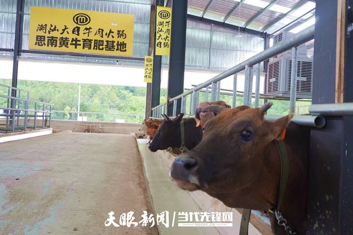 包场了！思南“牛超市”直“链”粤港澳大湾区