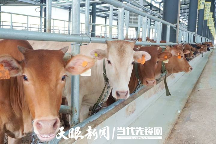 包场了！思南“牛超市”直“链”粤港澳大湾区